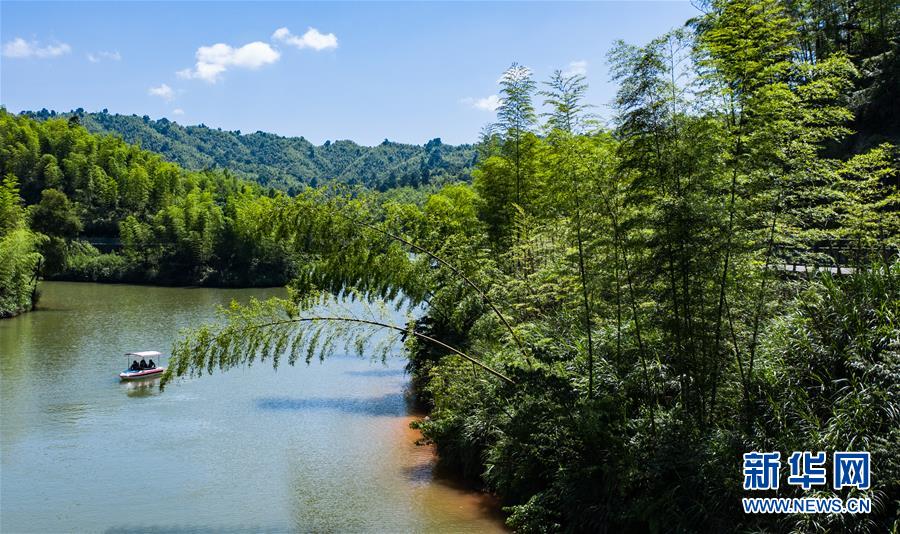 （環(huán)境）（2）夏日竹海風光美