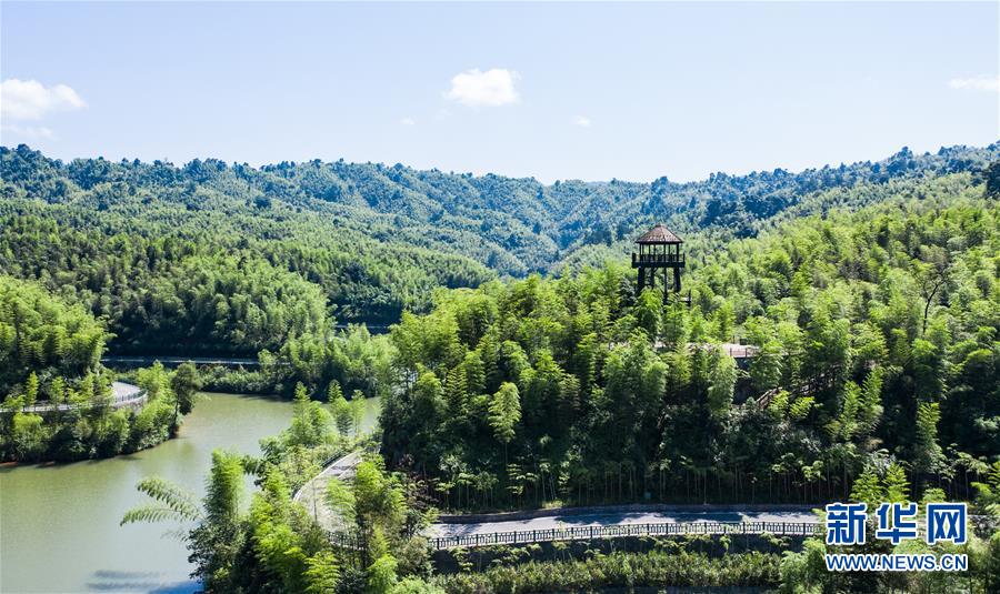 （環(huán)境）（4）夏日竹海風光美