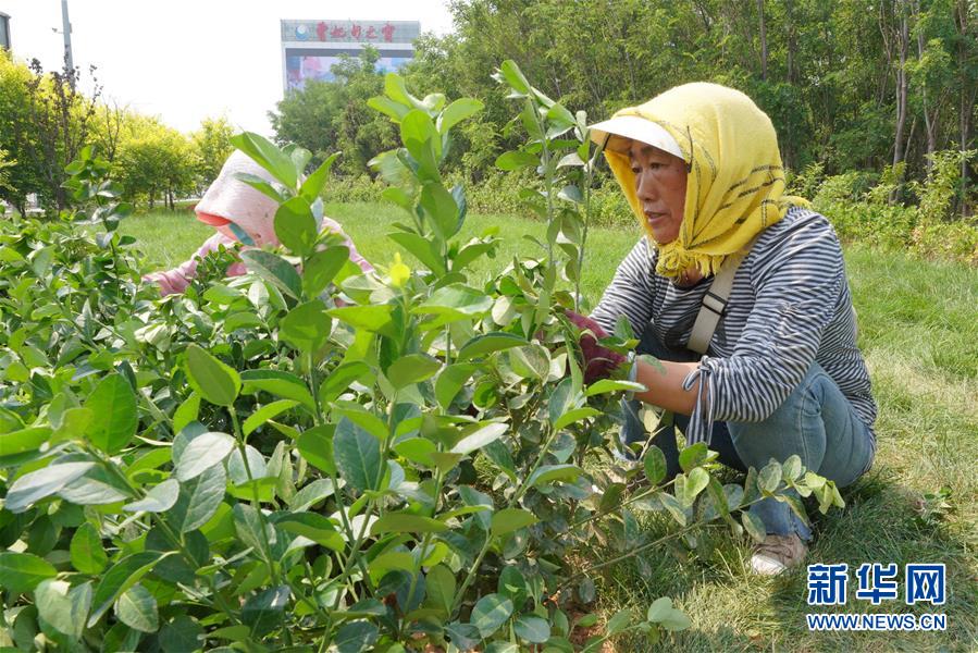 6月28日，園林工人在唐山至曹妃甸生態(tài)廊道內(nèi)打理綠植。 近日，河北省唐山市唐山至曹妃甸生態(tài)廊道工程全線竣工。該生態(tài)廊道主要位于承唐高速及唐曹高速沿線，總長度約70公里，工程在整體風貌把握上充分尊重現(xiàn)狀林、村莊、魚塘、稻田、濕地等生態(tài)本底條件，因地制宜設計，成為一道亮麗的風景線。 新華社記者 牟宇 攝
