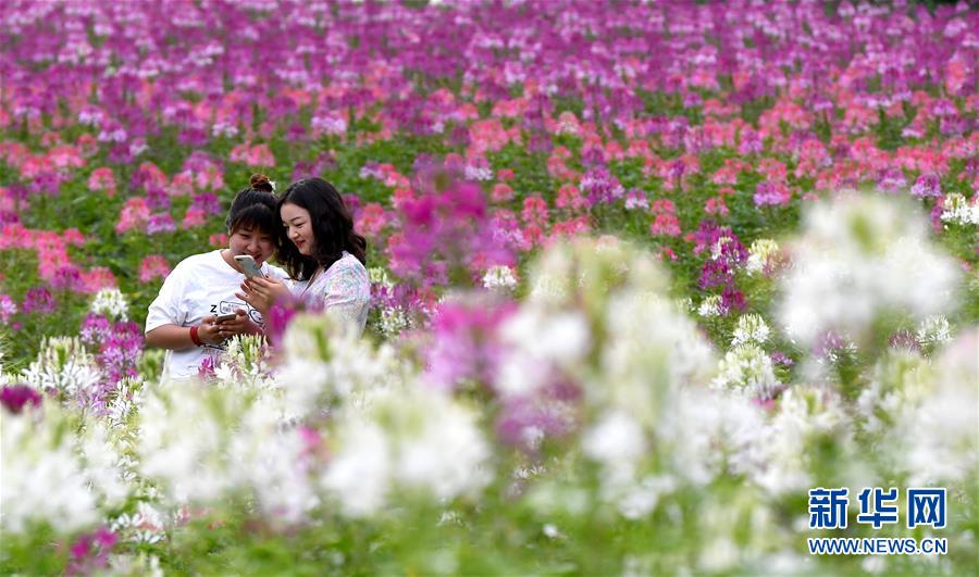 7月1日，市民在位于留壩縣城的金水灣花海游玩。 近日，陜西省漢中市留壩縣金水灣花海的各類(lèi)鮮花次第綻放，絢麗繽紛。 新華社記者 劉瀟 攝