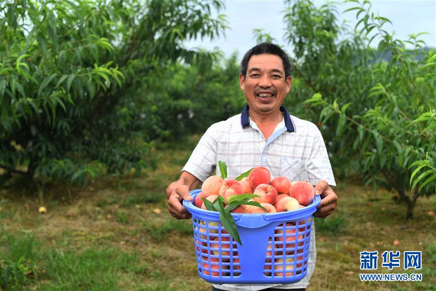 7月1日，吳天成在給雞喂食。 重慶市萬州區(qū)高梁鎮(zhèn)天鵝村吳天成一家曾是貧困戶，靠種些糧食為生。近年來，在政府的引導(dǎo)和幫助下，吳天成一家發(fā)展起水蜜桃和家禽養(yǎng)殖產(chǎn)業(yè)，年收入約8萬元，生活條件逐步改善。 新華社記者 王全超 攝
