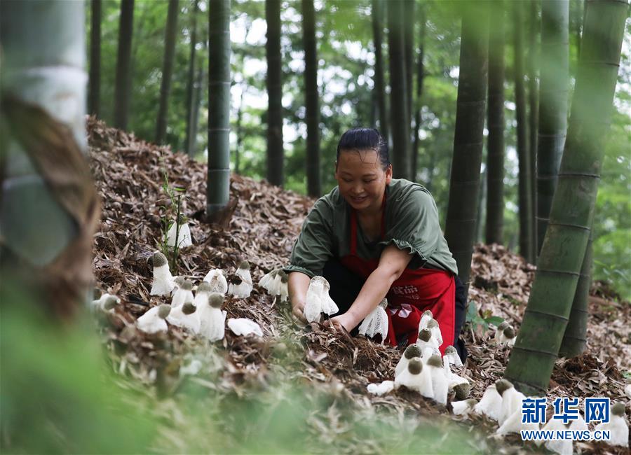 #（經(jīng)濟(jì)）（1）貴州赤水：林下經(jīng)濟(jì)助農(nóng)增收