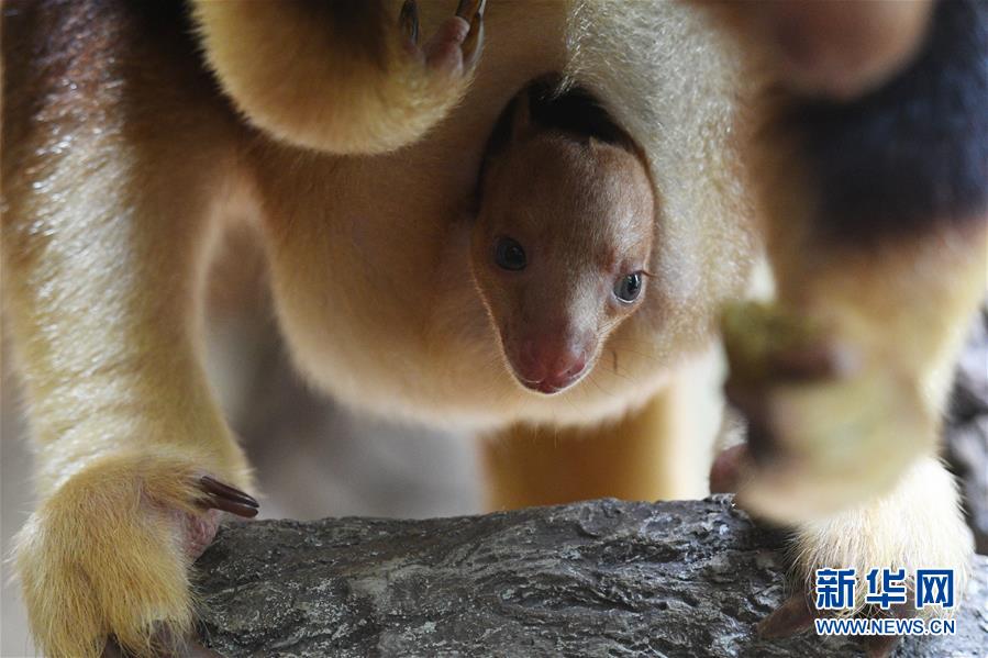 （國際）（3）樹袋鼠寶寶亮相新加坡動(dòng)物園