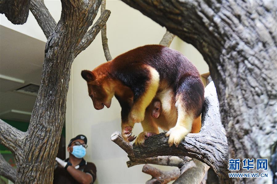 （國際）（4）樹袋鼠寶寶亮相新加坡動(dòng)物園