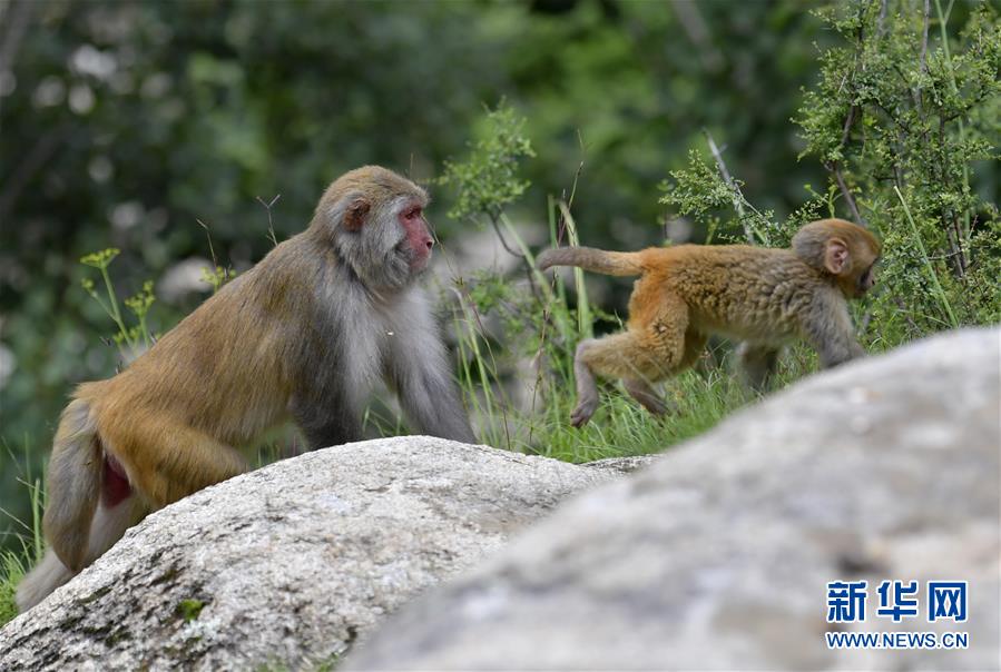 （環(huán)境）（2）雅魯藏布江畔藏獼猴