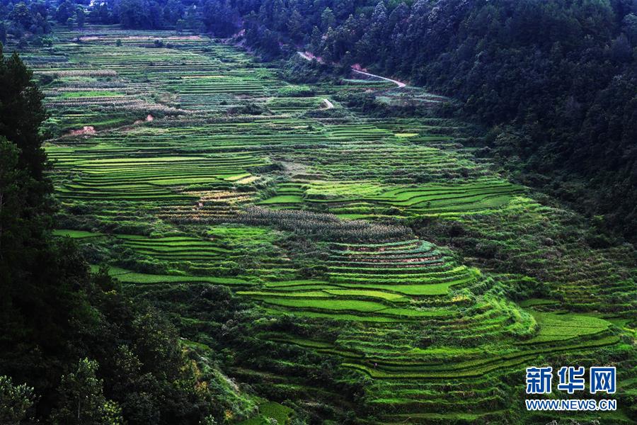 (美麗中國)(2)重慶彭水:山鄉(xiāng)梯田美如畫