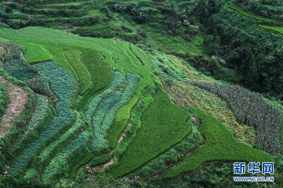 （美麗中國）（4）重慶彭水：山鄉(xiāng)梯田美如畫