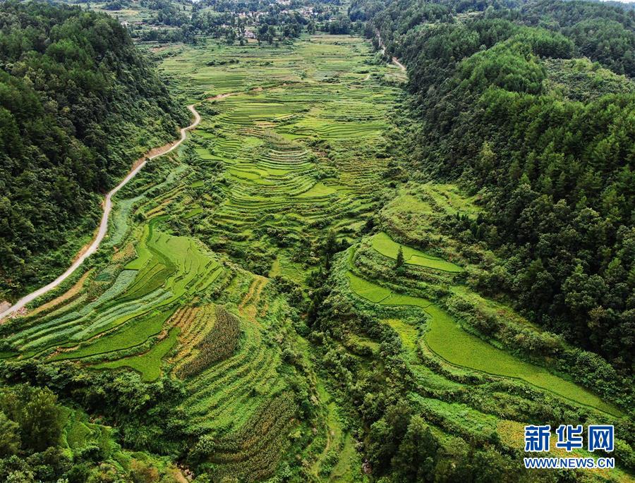 （美麗中國）（5）重慶彭水：山鄉(xiāng)梯田美如畫