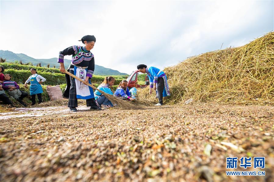 8月15日，村民在貴州省畢節(jié)市赫章縣珠市彝族鄉(xiāng)以那村采收成熟的苦蕎。 初秋時(shí)節(jié)，位于烏蒙高原的貴州省畢節(jié)市赫章縣珠市彝族鄉(xiāng)以那村的農(nóng)作物陸續(xù)成熟，村民們搶抓農(nóng)時(shí)采收，田間地頭一派繁忙景象。 新華社發(fā)（羅大富 攝）