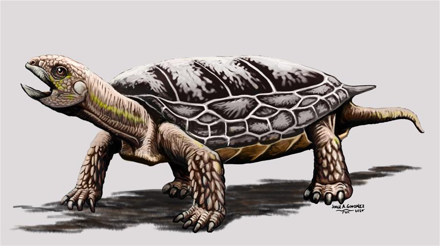 （國際·圖文互動(dòng)）（4）阿根廷古生物學(xué)家復(fù)原2億多年前烏龜化石