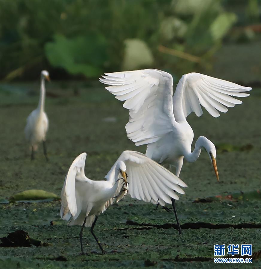 #（環(huán)境）（2）鷺舞濕地