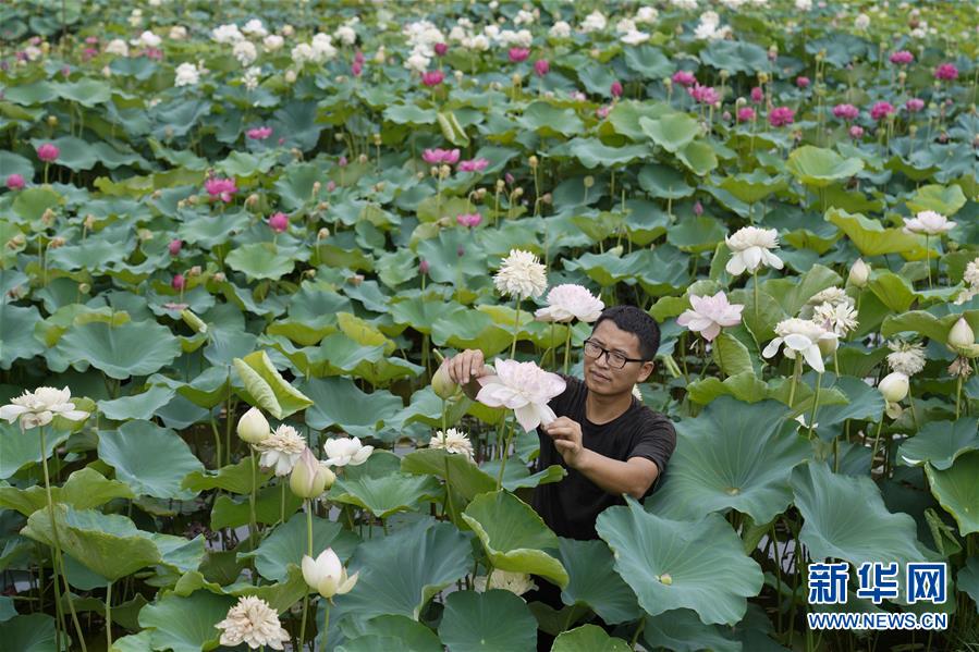 8月24日，在重慶市北碚區(qū)靜觀鎮(zhèn)雙塘村，尹學(xué)穎在查看荷花。 在重慶市北碚區(qū)靜觀鎮(zhèn)雙塘村，有位愛花之人扎根荷田，通過種植觀賞荷花，售賣荷花相關(guān)產(chǎn)品創(chuàng)業(yè)。這位創(chuàng)業(yè)者名叫尹學(xué)穎，今年38歲，畢業(yè)于重慶大學(xué)。從2018年開始，尹學(xué)穎在靜觀鎮(zhèn)雙塘村種植觀賞性荷花，他刻苦鉆研荷花培育技術(shù)，目前已種植了數(shù)十種荷花，并開設(shè)網(wǎng)店出售種藕、鮮切花、荷花盆栽、蓮子等產(chǎn)品，產(chǎn)品遠(yuǎn)銷山東、廣州、福建、江蘇等地。 尹學(xué)穎表示，希望能利用自己的特長，在荷花特色種植及相關(guān)產(chǎn)品領(lǐng)域拓寬銷售渠道，帶動(dòng)周邊村民增收致富。 新華社發(fā)（秦廷富 攝）