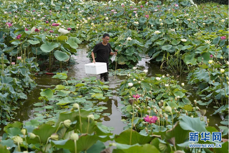 8月24日，在重慶市北碚區(qū)靜觀鎮(zhèn)雙塘村，尹學(xué)穎在荷田里行走。新華社發(fā)（秦廷富 攝）