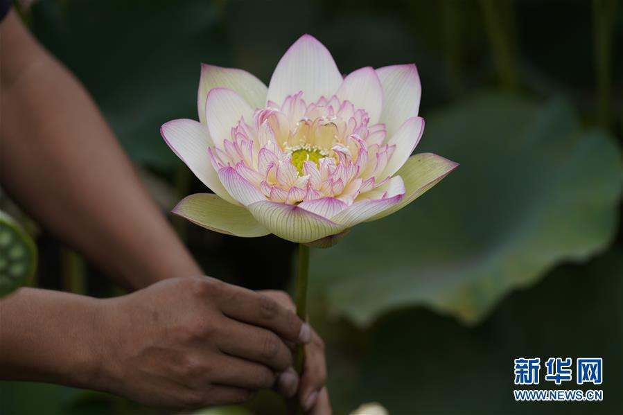 8月24日，在重慶市北碚區(qū)靜觀鎮(zhèn)雙塘村，尹學(xué)穎采摘荷花鮮切花準(zhǔn)備銷售。 新華社發(fā)（秦廷富 攝）