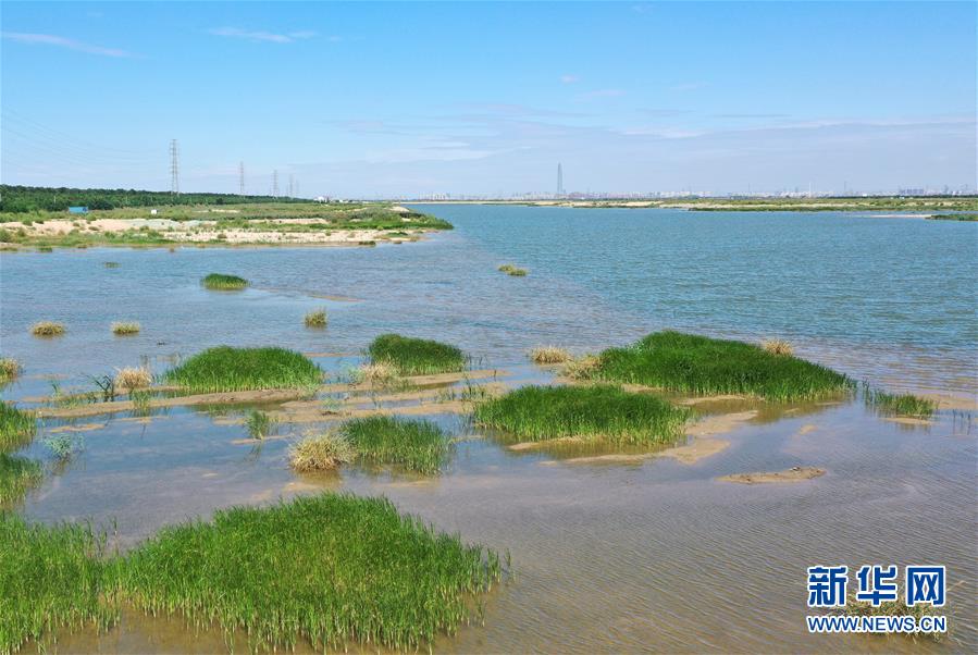 （環(huán)境）（4）魚塘變濕地 生態(tài)修復美