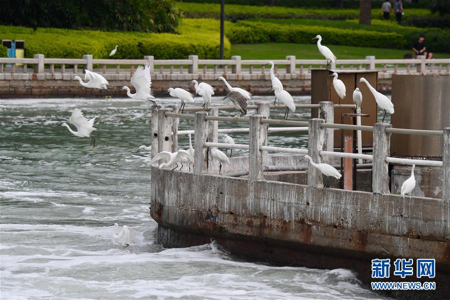 9月9日，在廈門筼筜湖西堤閘口附近，一群鷺鳥在覓食。筼筜湖位于廈門島西部，水域面積1.6平方公里。20世紀70年代，筼筜湖因大規(guī)模圍湖造堤和城市污水直排，湖水變黑發(fā)臭，魚蝦幾近絕跡，成為令人望而生畏的臭水湖。80年代末，廈門提出“依法治湖、截污處理、清淤筑岸、搞活水體、美化環(huán)境”20字方針，開始持續(xù)推進筼筜湖生態(tài)綜合治理。經(jīng)過30余年的不懈努力，如今的筼筜湖已變成水清岸綠、鳥語花香的“城市會客廳”，成為廈門特區(qū)建設高顏值生態(tài)花園城市、探索人與自然和諧共生的實踐范例。 新華社記者 姜克紅 攝