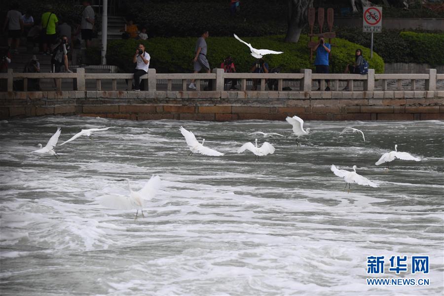 9月9日，在廈門筼筜湖西堤閘口附近，覓食的鷺鳥吸引拍鳥愛好者。新華社記者 姜克紅 攝