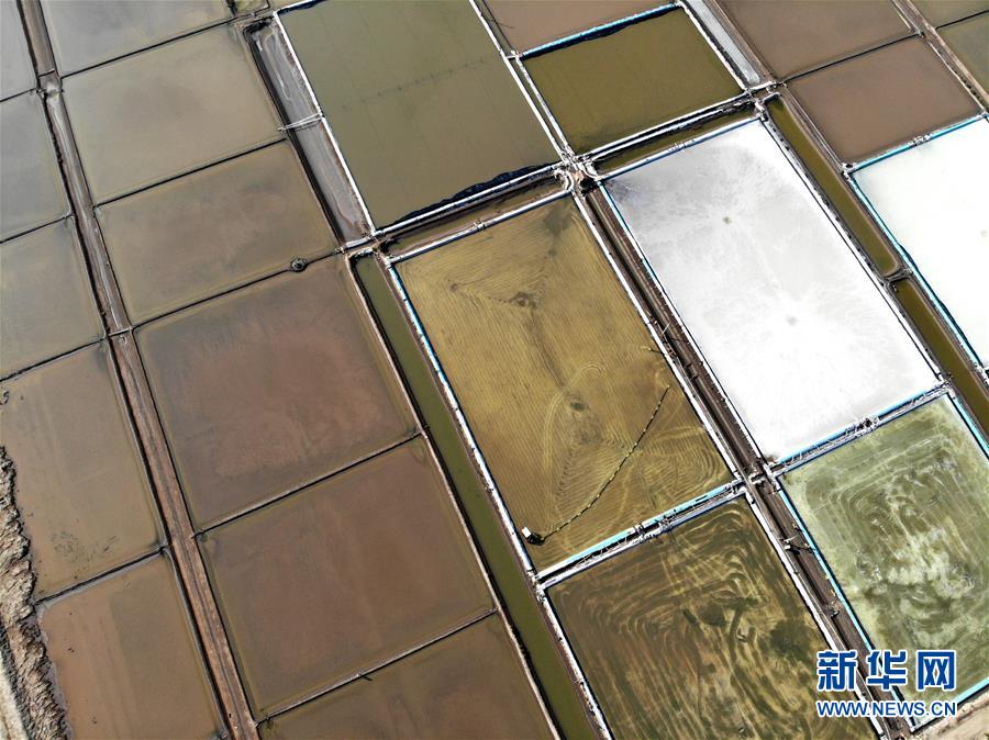 #（社會）（3）江蘇連云港：原鹽豐收“秋扒”忙