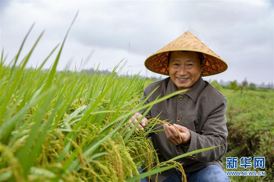 (中國(guó)農(nóng)民豐收節(jié)·圖文互動(dòng))(1)“洞庭米王”豐收心曲:粒粒辛苦方有“一粥一飯”