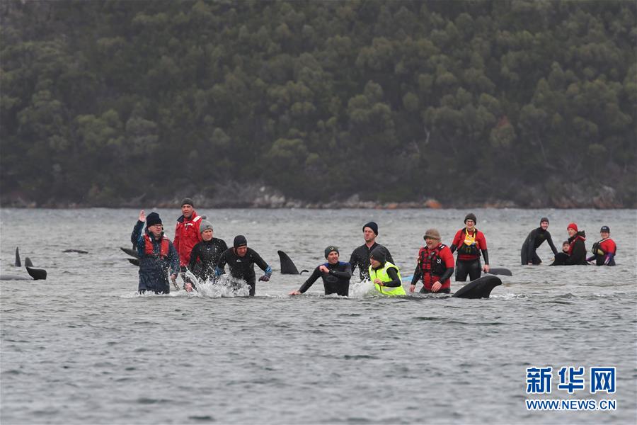 （國際）（1）澳大利亞塔斯馬尼亞州西海岸發(fā)生大規(guī)模鯨魚擱淺