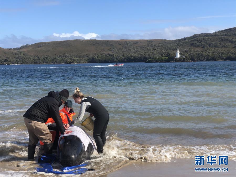 （國際）（2）澳大利亞塔斯馬尼亞州西海岸發(fā)生大規(guī)模鯨魚擱淺
