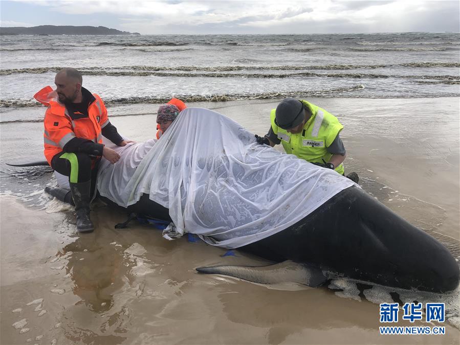 （國際）（3）澳大利亞塔斯馬尼亞州西海岸發(fā)生大規(guī)模鯨魚擱淺