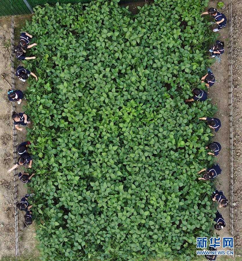 （教育）（2）“快樂采摘”學(xué)知識(shí)