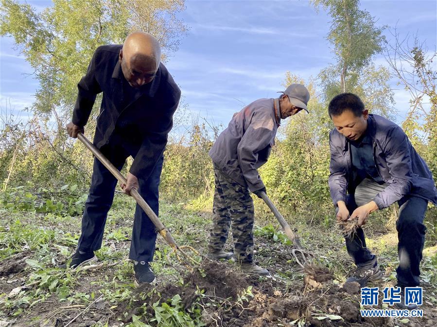 在黑龍江省五常市杜家鎮(zhèn)復興村，云峰四葉參種植農(nóng)民專業(yè)合作社理事長侯偉（右一）和村民在種植四葉參的小院內(nèi)勞作（9月27日攝）。  新華社記者 劉赫垚 攝