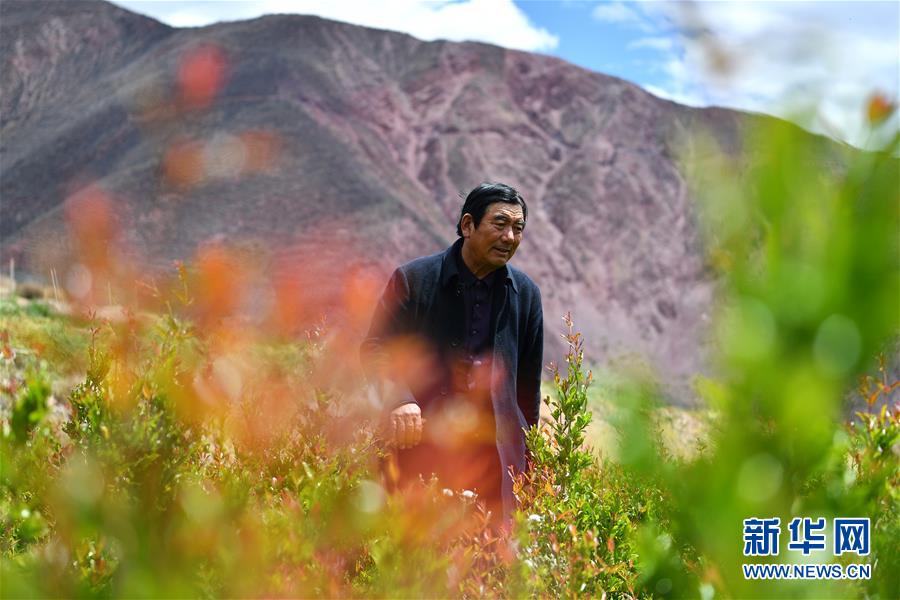 (西藏昌都解放70周年·圖文互動(dòng))(1)“我有一個(gè)植樹夢(mèng)”——扎西旺堆和他的“綠色家園”