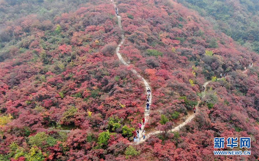 (美麗中國(guó))(1)河南鞏義:層林盡染醉金秋