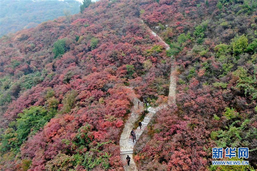 (美麗中國(guó))(2)河南鞏義:層林盡染醉金秋
