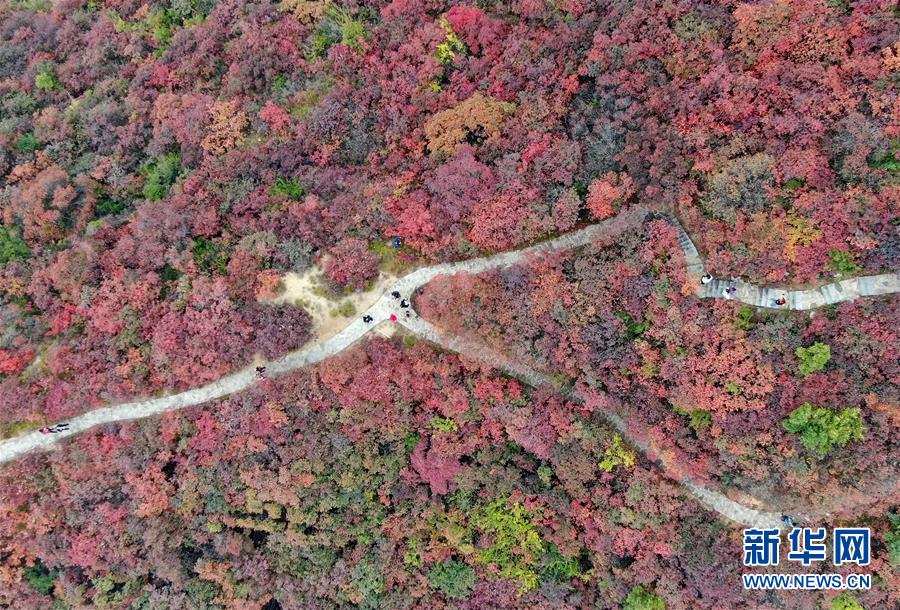 (美麗中國(guó))(3)河南鞏義:層林盡染醉金秋