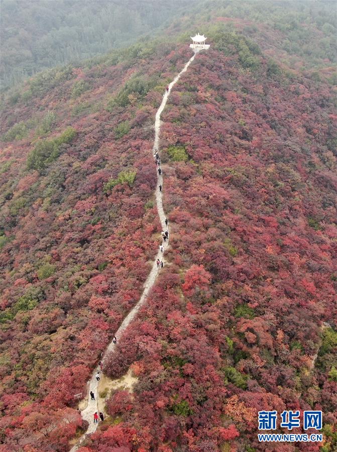(美麗中國(guó))(4)河南鞏義:層林盡染醉金秋