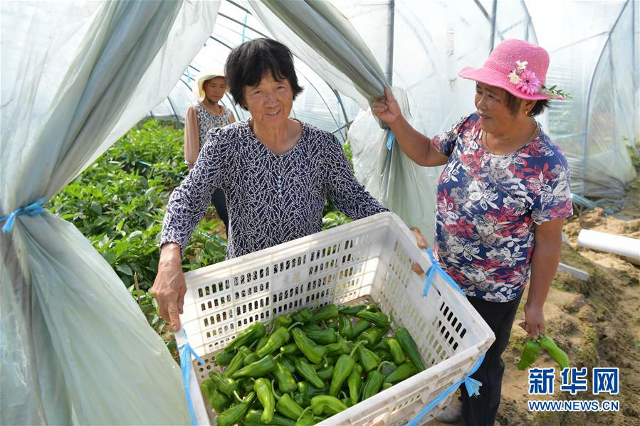 10月13日，在南昌市新建區(qū)象山鎮(zhèn)河林村，當(dāng)?shù)剞r(nóng)戶在將采摘的辣椒裝箱準(zhǔn)備外運(yùn)。 近年來(lái)，南昌市新建區(qū)象山鎮(zhèn)的河林村通過(guò)流轉(zhuǎn)土地，引進(jìn)農(nóng)業(yè)科技企業(yè)，以“公司+農(nóng)戶”的形式，大力發(fā)展現(xiàn)代設(shè)施農(nóng)業(yè)，以辣椒、萵筍、花菜為主打種植品種，為農(nóng)戶拓寬產(chǎn)業(yè)路徑，幫助當(dāng)?shù)剞r(nóng)民脫貧增收。 新華社記者 彭昭之 攝