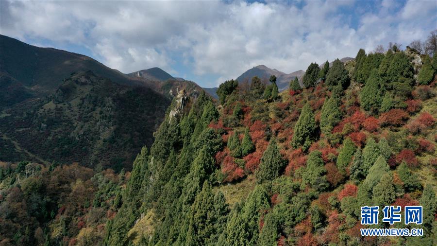 這是10月15日拍攝的北山國(guó)家森林地質(zhì)公園扎龍溝秋景（無人機(jī)照片）。 深秋時(shí)節(jié)，位于青海省海東市互助土族自治縣境內(nèi)的北山國(guó)家森林地質(zhì)公園內(nèi)，山巒、森林與藍(lán)天組成壯美的秋日畫卷。 新華社記者 張宏祥 攝