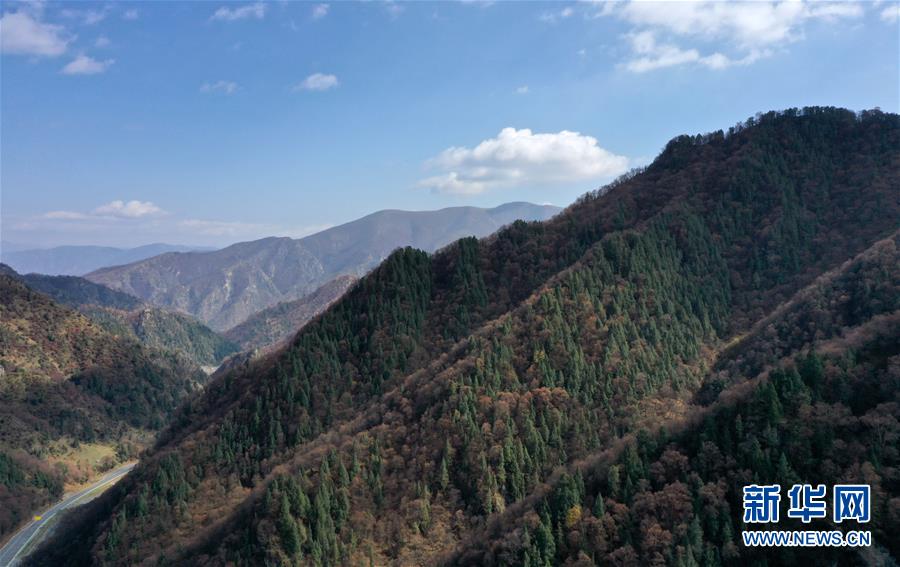 這是10月15日拍攝的北山國(guó)家森林地質(zhì)公園扎龍溝秋景（無人機(jī)照片）。 深秋時(shí)節(jié)，位于青海省海東市互助土族自治縣境內(nèi)的北山國(guó)家森林地質(zhì)公園內(nèi)，山巒、森林與藍(lán)天組成壯美的秋日畫卷。 新華社記者 張宏祥 攝