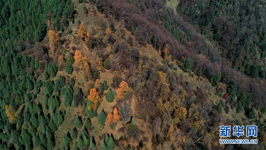 這是10月15日拍攝的北山國(guó)家森林地質(zhì)公園扎龍溝秋景（無人機(jī)照片）。 深秋時(shí)節(jié)，位于青海省海東市互助土族自治縣境內(nèi)的北山國(guó)家森林地質(zhì)公園內(nèi)，山巒、森林與藍(lán)天組成壯美的秋日畫卷。 新華社記者 張宏祥 攝