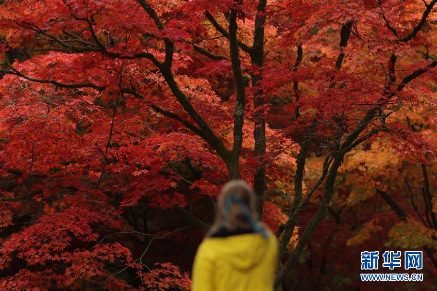 （國際）（1）英國：秋色滿園