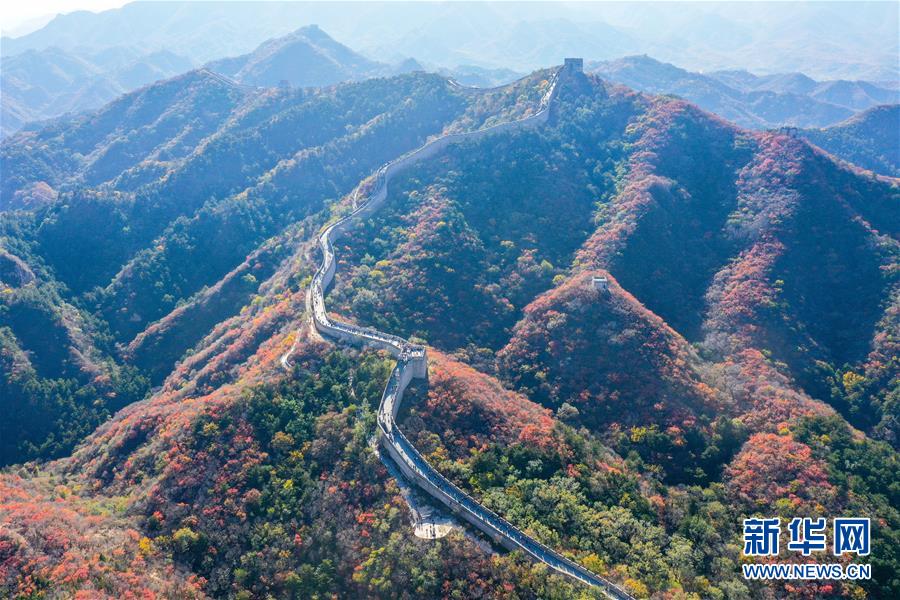 這是10月24日拍攝的八達(dá)嶺長城秋色（無人機照片）。 深秋時節(jié)，北京八達(dá)嶺長城紅葉進(jìn)入最佳觀賞期，紅葉映長城美如畫卷。 新華社記者 陳曄華 攝