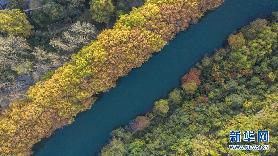 這是貴陽市花溪國家城市濕地公園黃金大道風(fēng)景（10月24日攝，無人機(jī)照片）。 深秋時分，貴州省貴陽市花溪國家城市濕地公園黃金大道秋意盎然，吸引眾多游客前來觀賞游玩。 新華社記者 陶亮 攝