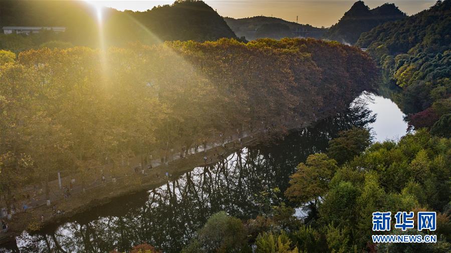 這是貴陽市花溪國家城市濕地公園黃金大道風(fēng)景（10月24日攝，無人機(jī)照片）。 深秋時分，貴州省貴陽市花溪國家城市濕地公園黃金大道秋意盎然，吸引眾多游客前來觀賞游玩。 新華社記者 陶亮 攝