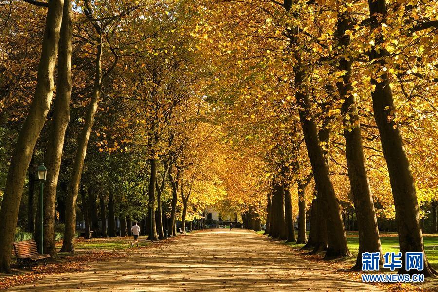10月26日，一名男子在比利時布魯塞爾的五十周年紀念公園跑步。 布魯塞爾秋意正濃，景色怡人。 新華社記者鄭煥松攝