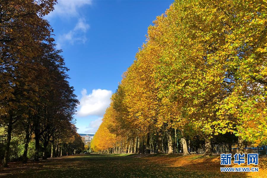 這是10月26日在比利時布魯塞爾五十周年紀念公園拍攝的秋景。 布魯塞爾秋意正濃，景色怡人。 新華社記者鄭煥松攝