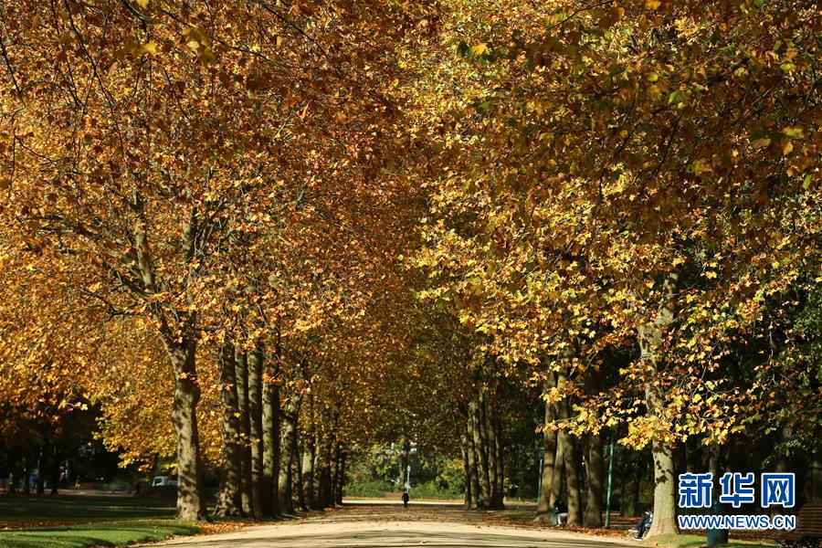 這是10月26日在比利時布魯塞爾五十周年紀念公園拍攝的秋景。 布魯塞爾秋意正濃，景色怡人。 新華社記者鄭煥松攝