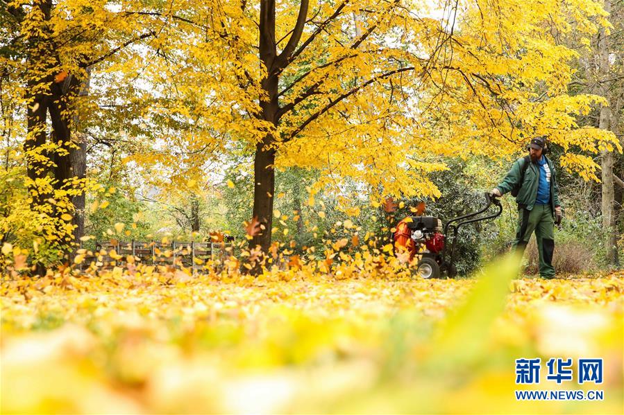 10月28日，在德國首都柏林的一座公園，一名工作人員清理道路上的落葉。 新華社記者 單宇琦 攝
