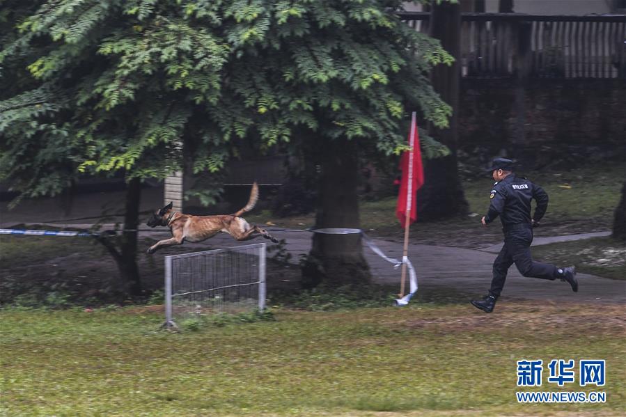 （社會(huì)）（3）廣西南寧：警犬秀技能