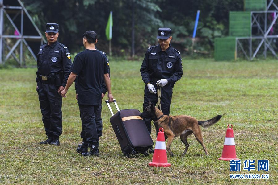 （社會(huì)）（4）廣西南寧：警犬秀技能