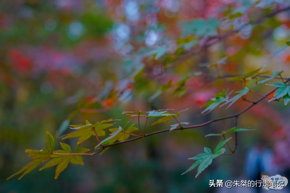 抓住秋天的尾巴，打卡我國最美的四大秋色觀賞地，錯過要再等一年