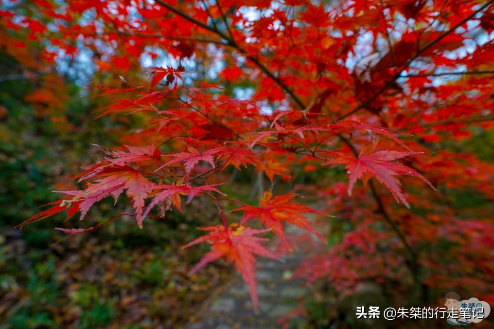 抓住秋天的尾巴，打卡我國最美的四大秋色觀賞地，錯過要再等一年