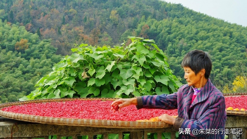 抓住秋天的尾巴，打卡我國最美的四大秋色觀賞地，錯過要再等一年